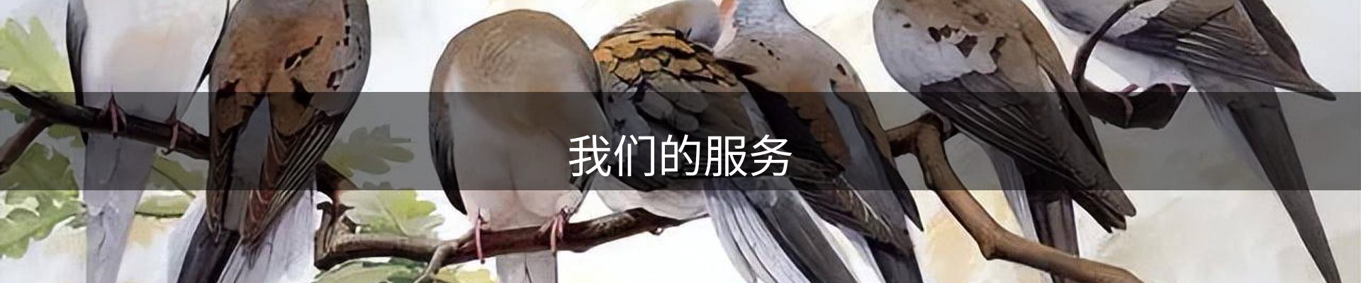 我们的服务